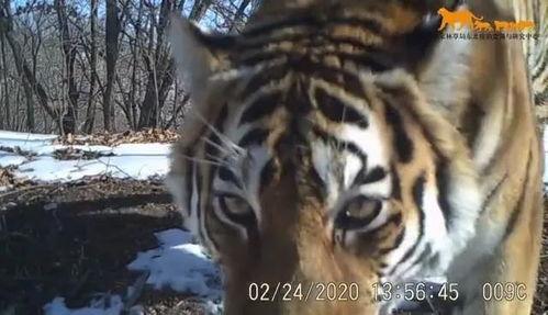 老汪爆料虎豹视频大全最新,老汪最新爆料，高清视频大全震撼来袭！  第2张