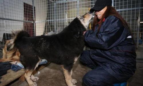 娱乐圈爆料流浪狗被抓,流浪狗被抓引发关注,背后真相令人唏嘘 第3张 娱乐圈爆料流浪狗被抓,流浪狗被抓引发关注,背后真相令人唏嘘 第3张